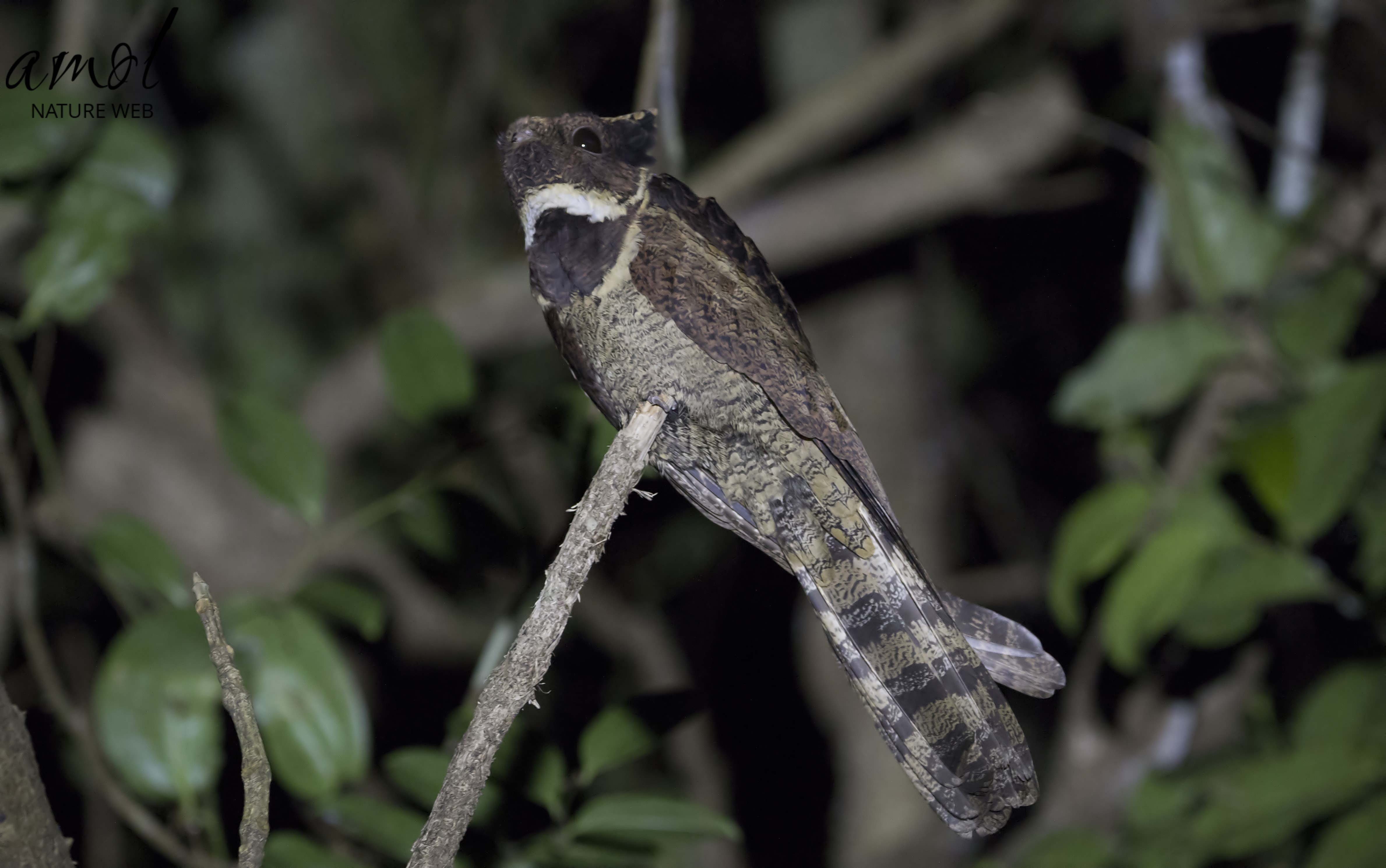 Great Eared-nightjar